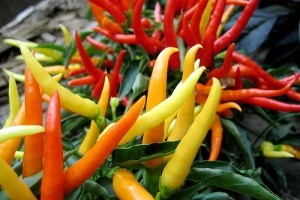 Minden, amit a chili paprikáról tudni kell - 3. rész