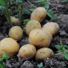 A burgonya előcsíráztatásával hamarabb lesz újkrumplink