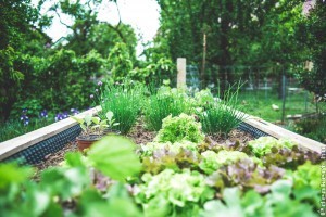 Növényszomszédok: fontos a jó párosítás