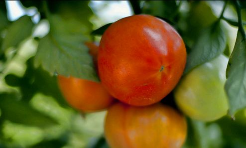5 Tipp a paradicsom cserépben való termesztéséhez
