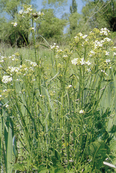 debreceni torma