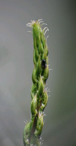 spárga