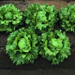 Salátaszótár: a fejes saláta egzotikus rokonai
